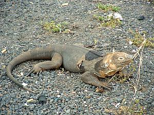 Galapagos land iguana right out front of the airport on Baltra Island.